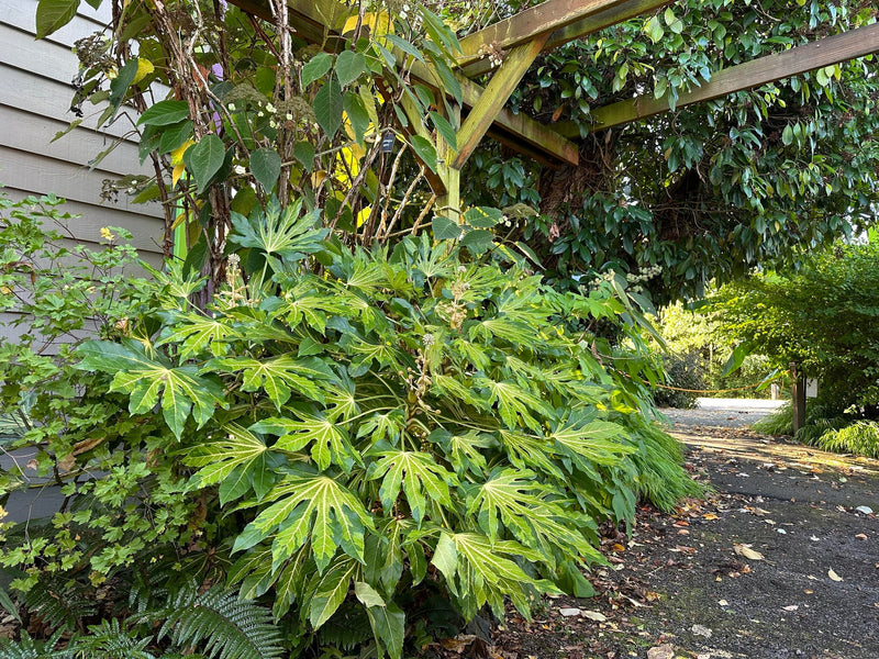 Aralia du Japon (Fatsia Japonica) 2 - Achat en ligne