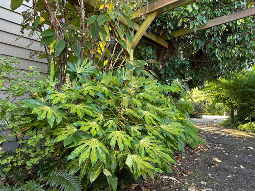 Aralia du Japon (Fatsia Japonica) 1 - Achat en ligne