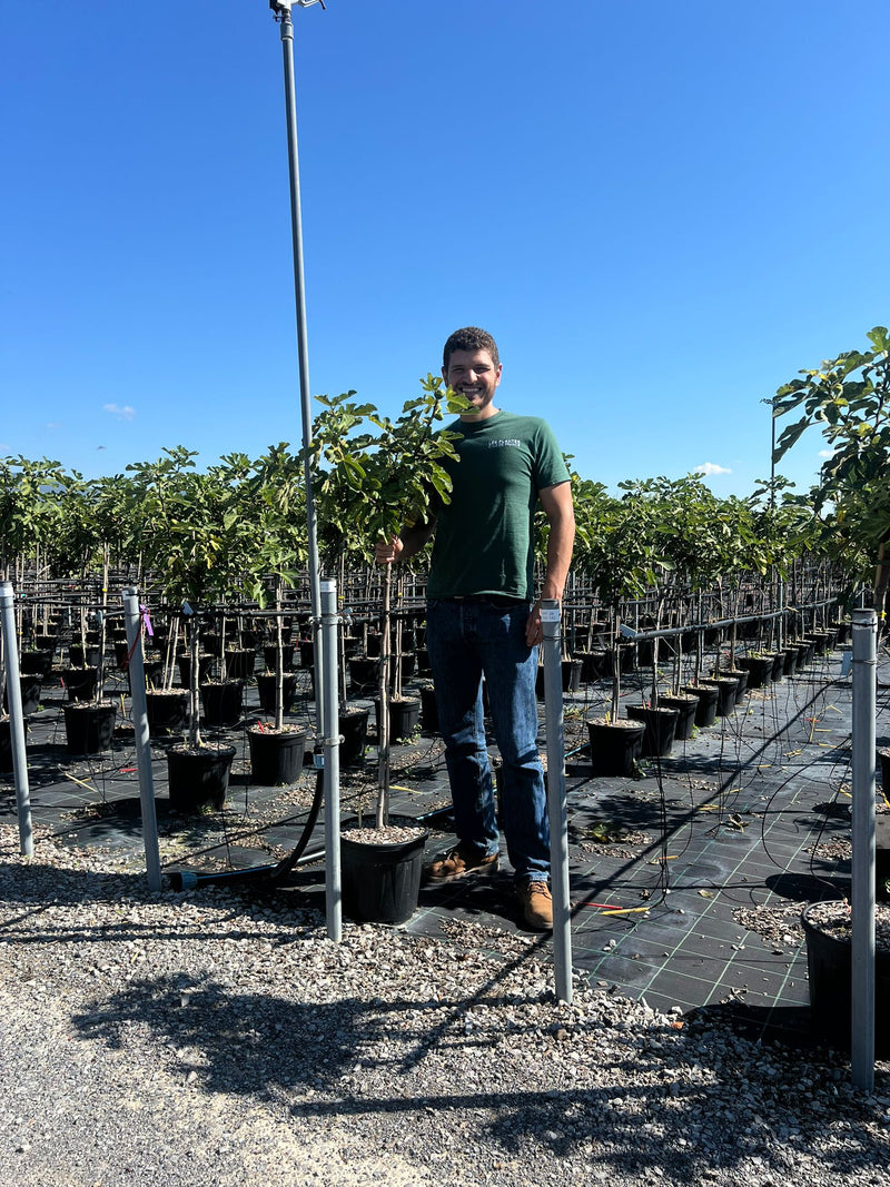 Figuier Noire de Caromb (Ficus carica Noire de Caromb)