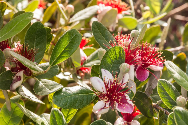 Goyavier du Brésil (Feijoa Sellowiana) 2 - Achat en ligne