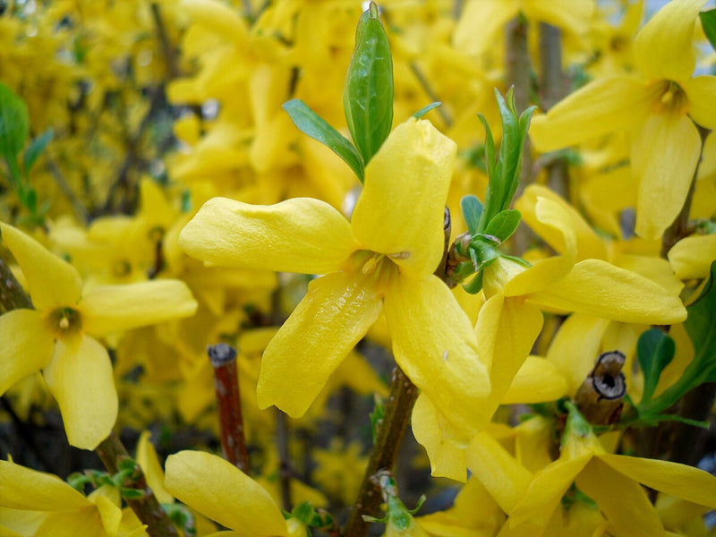 Forsythia 1 - Achat en ligne