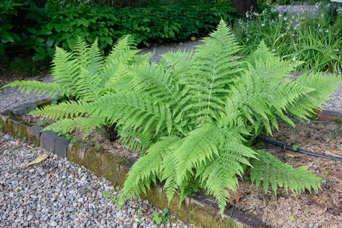 Fougère arborescente (Cyathea) 1 - Achat en ligne