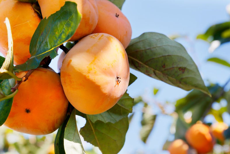 Diospyros Kaki (Plaqueminier) 1 - Achat en ligne