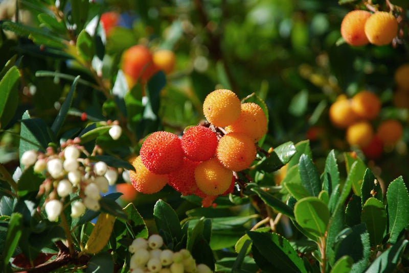 Arbousier (Arbutus unedo) 3 - Achat en ligne