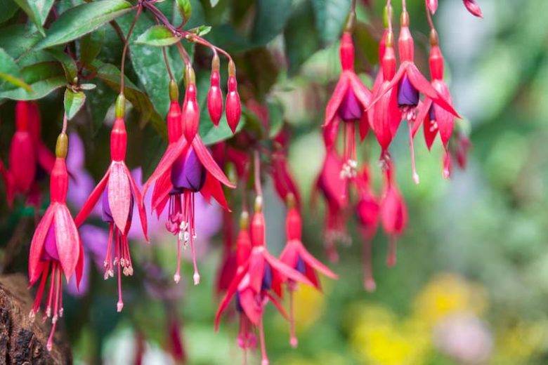 Fuchsia rustique (Fuchsia x Hybrida Mrs Popple) 1 - Achat en ligne