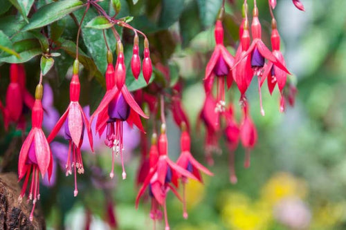 Fuchsia rustique (Fuchsia x Hybrida Mrs Popple) 1 - Achat en ligne