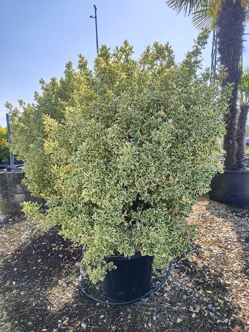 Fusain du Japon 'Aureus' (Euonymus Japonicus) 3 - Achat en ligne