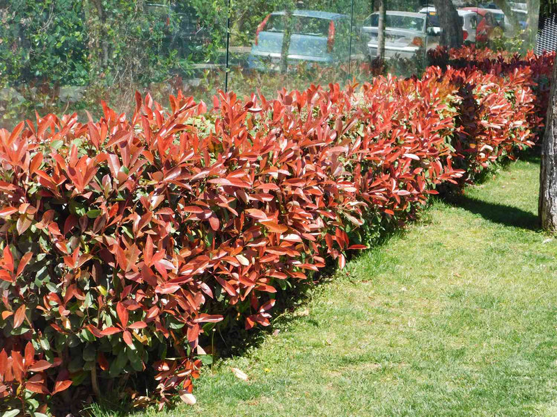 Photinia Fraseri 'Carré Rouge' en cône 1 - Achat en ligne