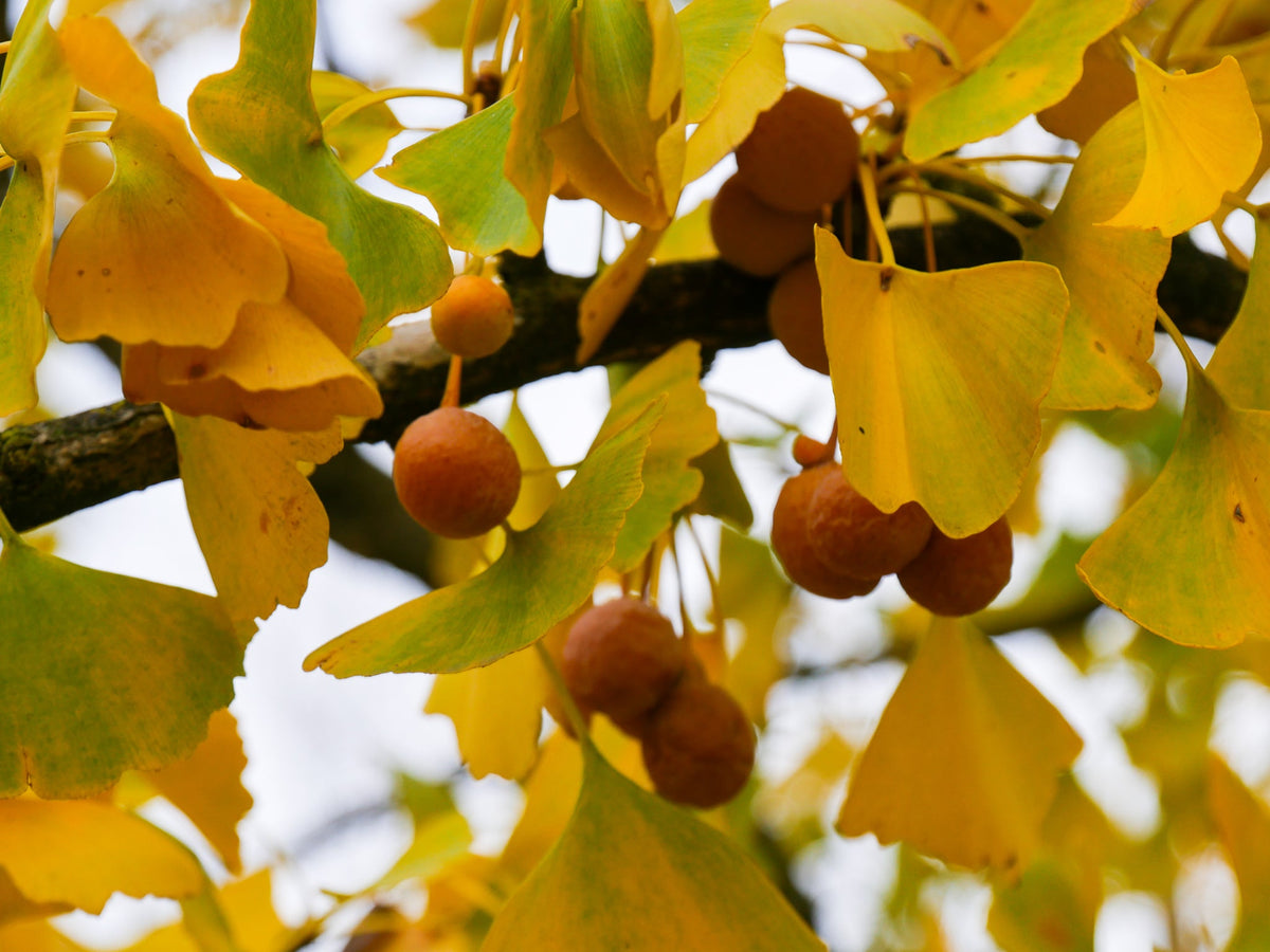 Ginkgo (Ginkgo Biloba) 5 - Achat en ligne