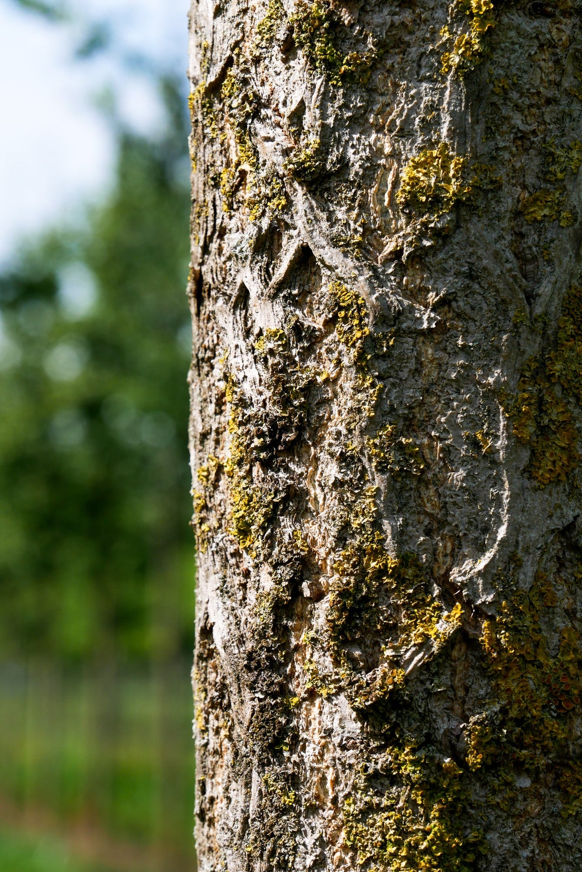 Ginkgo (Ginkgo Biloba) 6 - Achat en ligne