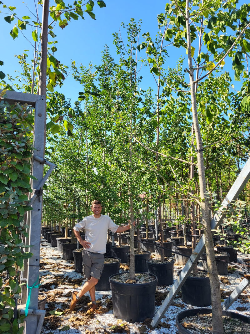 Ginkgo Biloba en touffe