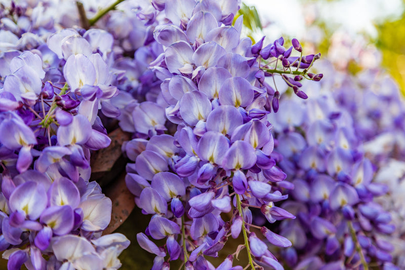 Glycine Centenaire 3 - Achat en ligne