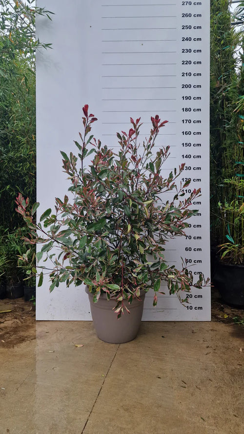 Pot Bologna - 40/80/110L 1 - Achat en ligne