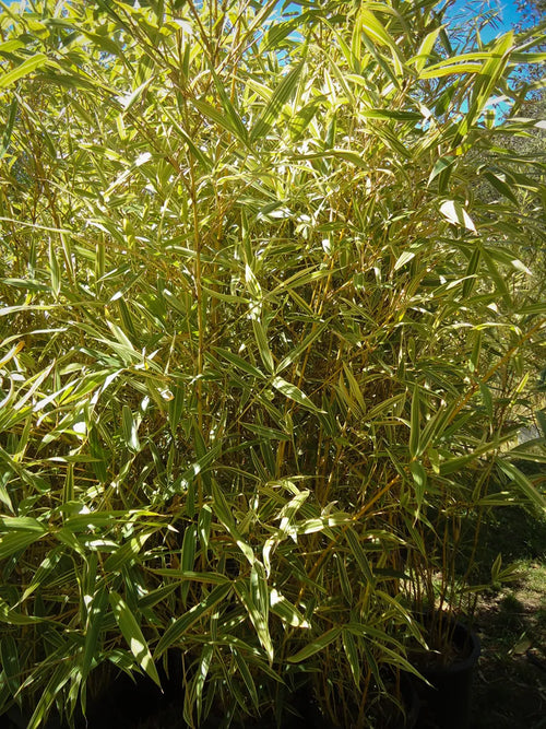 Bambou Metake Variegata 1 - Achat en ligne