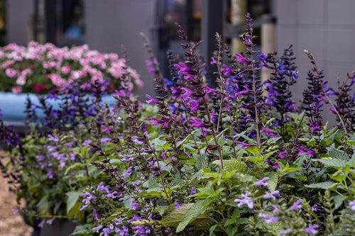 Sauge Salgoon (Salvia Salgoon) 1 - Achat en ligne
