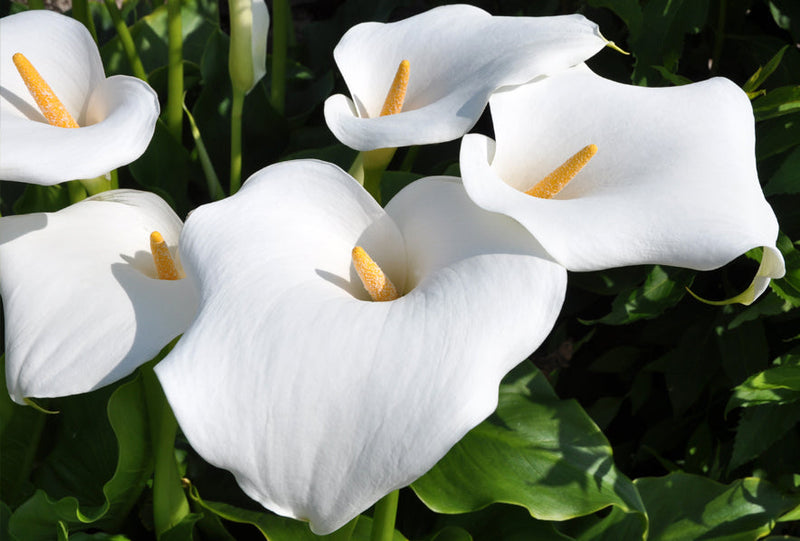 Arum (Calla aethiopica) 3 - Achat en ligne