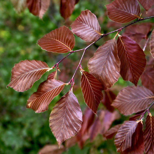 Hêtre à feuilles rouges 1 - Achat en ligne