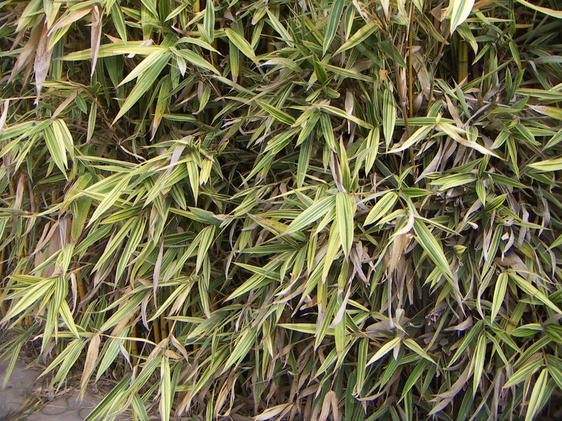 Bambou Metake Variegata 3 - Achat en ligne