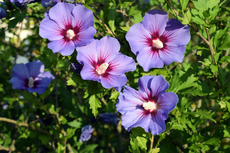 Hibiscus (Hibiscus syriacus) 2 - Achat en ligne