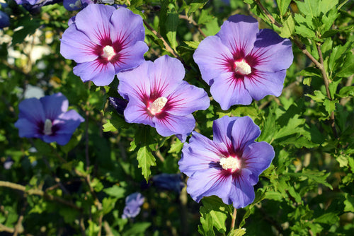 Hibiscus (Hibiscus syriacus) 1 - Achat en ligne