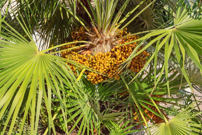 Palmier de Méditerranée (Chamaerops Humilis) 2 - Achat en ligne