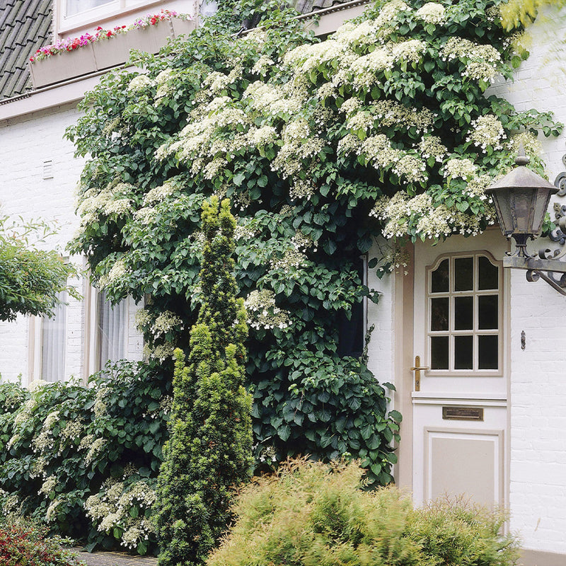 Hortensia Grimpant (Hydrangea Petiolaris) 2 - Achat en ligne