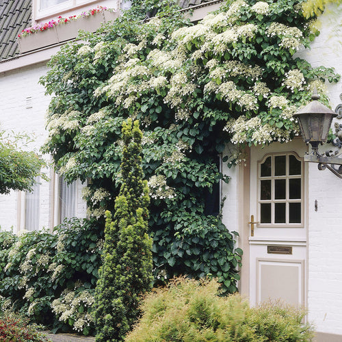 Hortensia Grimpant (Hydrangea Petiolaris) 1 - Achat en ligne