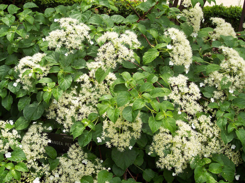 Hortensia Grimpant (Hydrangea Petiolaris) 1 - Achat en ligne
