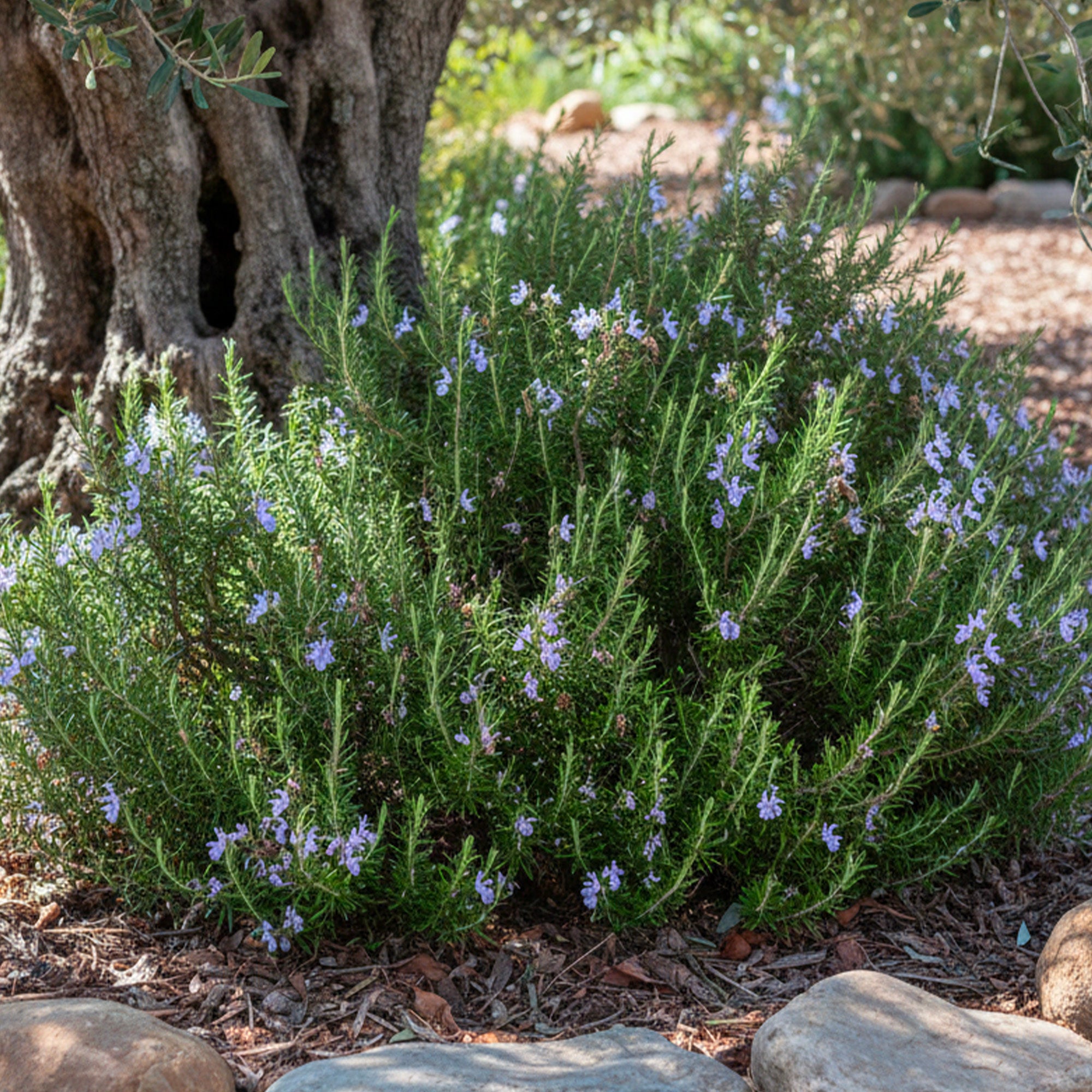 Buisson De Romarin 'Lollipop' – Plante Aromatique En Forme De Sucette, Parfumée Et Décorative Pour Cuisine Et Jardin