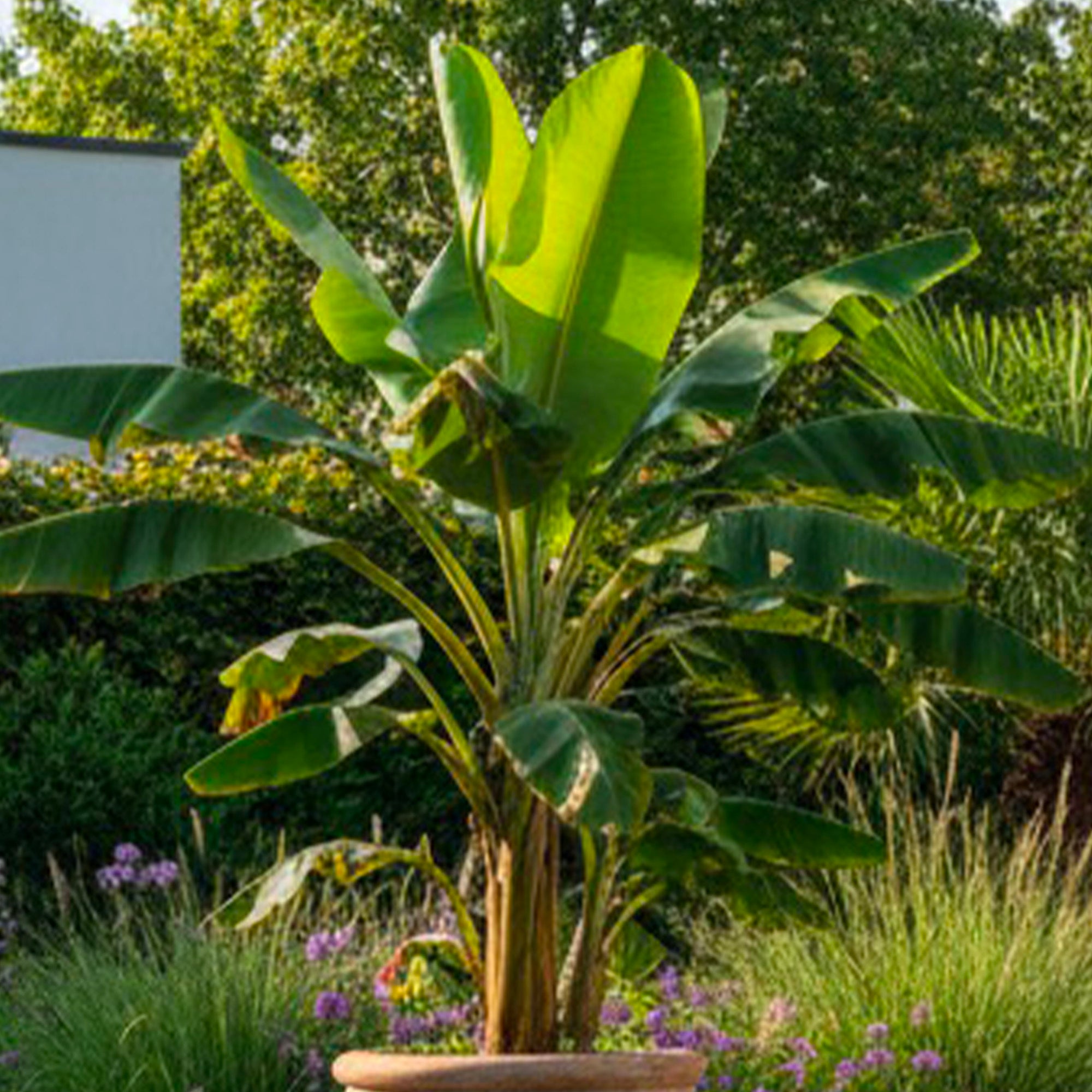 Acheter Plante Exterieur Bananier Musa Basjoo Pot 17cm Hauteur 40cm