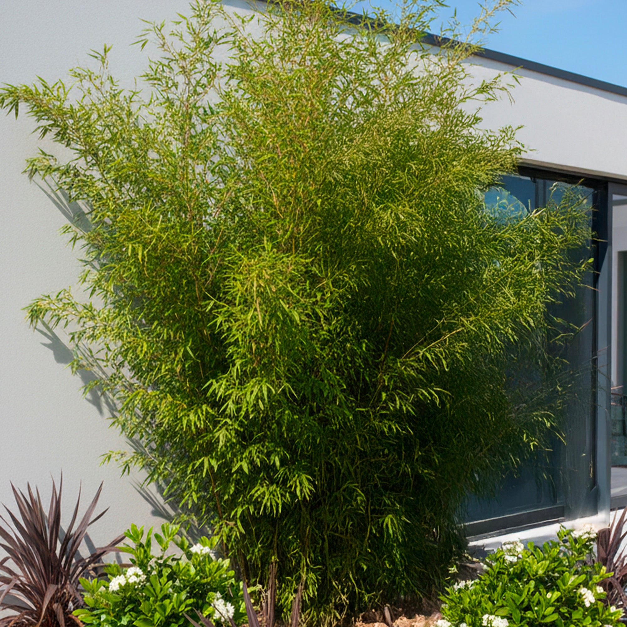 Fargesia Murielae x Nitida Obelisk • Plantes de Provence