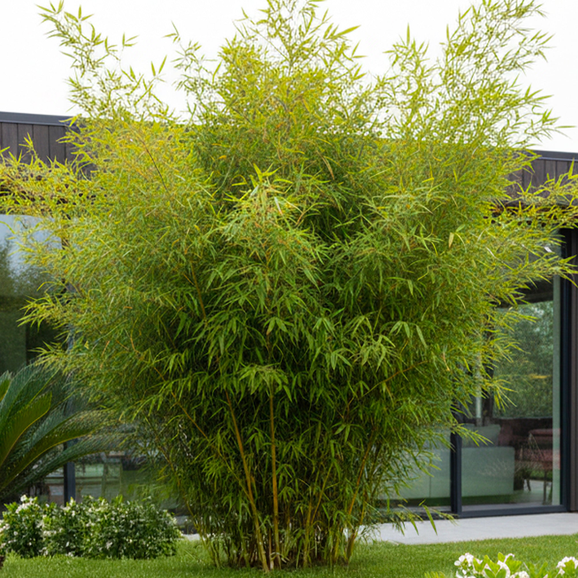 Fargesia Murielae Jumbo • Plantes de Provence