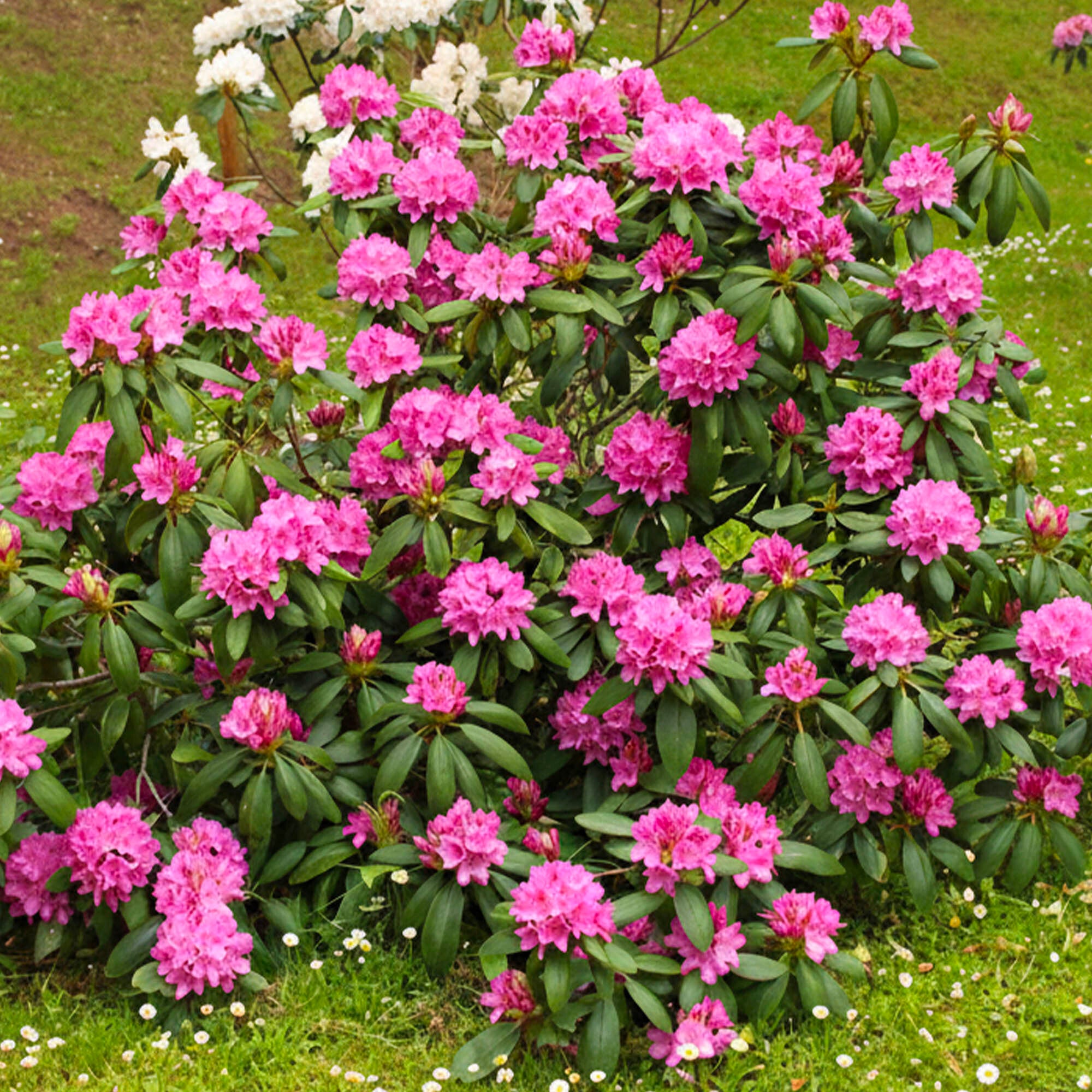 Rhododendron • Plantes de Provence