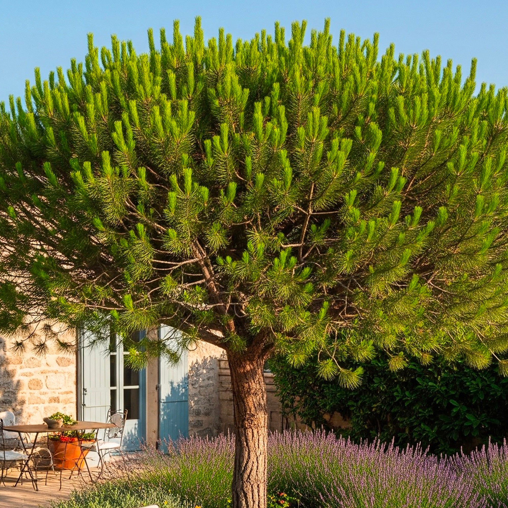 Graines De Pin Parasol (Pinus Pinea) - Lot De 6 Graines - Plante Méditerranéenne Pour Jardin Et Culture Maison