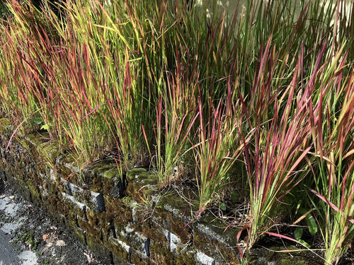 Graminée Red Baron (Imperata cylindrica) 1 - Achat en ligne