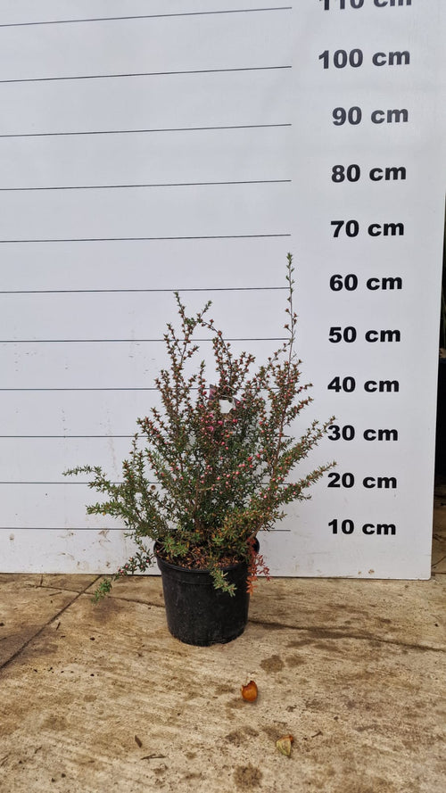 Arbre à thé (Leptospermum Coral candy) 1 - Achat en ligne