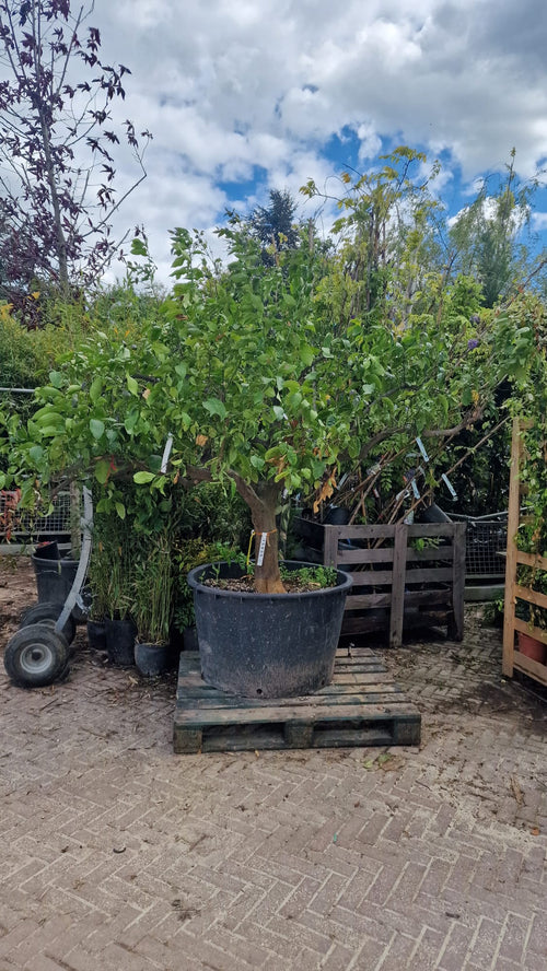 Citronnier Jaune Demi-Tige 1 - Achat en ligne