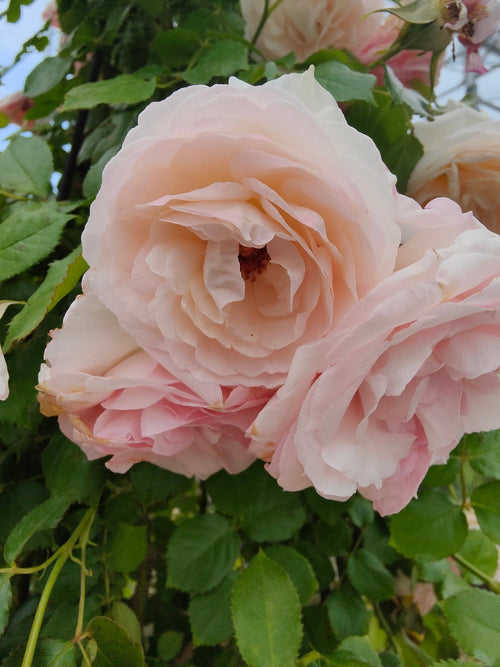 Rosier Demi-Tige 1 - Achat en ligne
