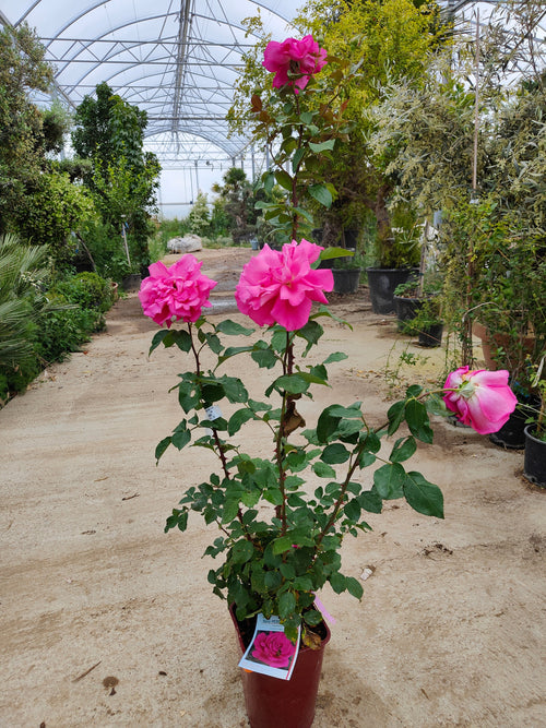 Rosier Touffe 1 - Achat en ligne