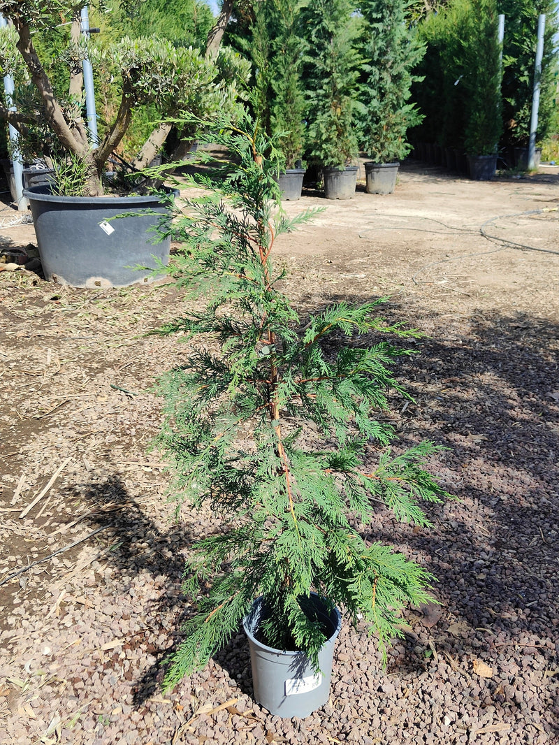 Cyprès Leylandii (Cupressocyparis) 3 - Achat en ligne