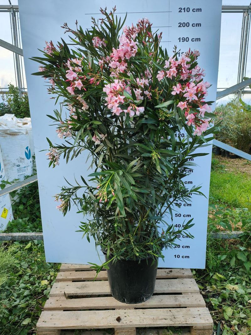 Laurier Rose (Nerium Oleander) 3 - Achat en ligne