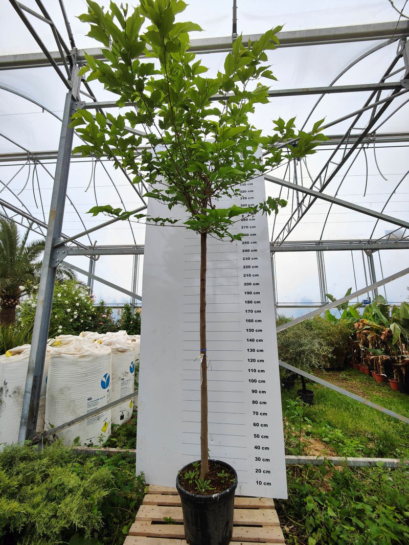 Mûrier Platane Stérile (Morus Platanifolia Fruitless) 3 - Achat en ligne
