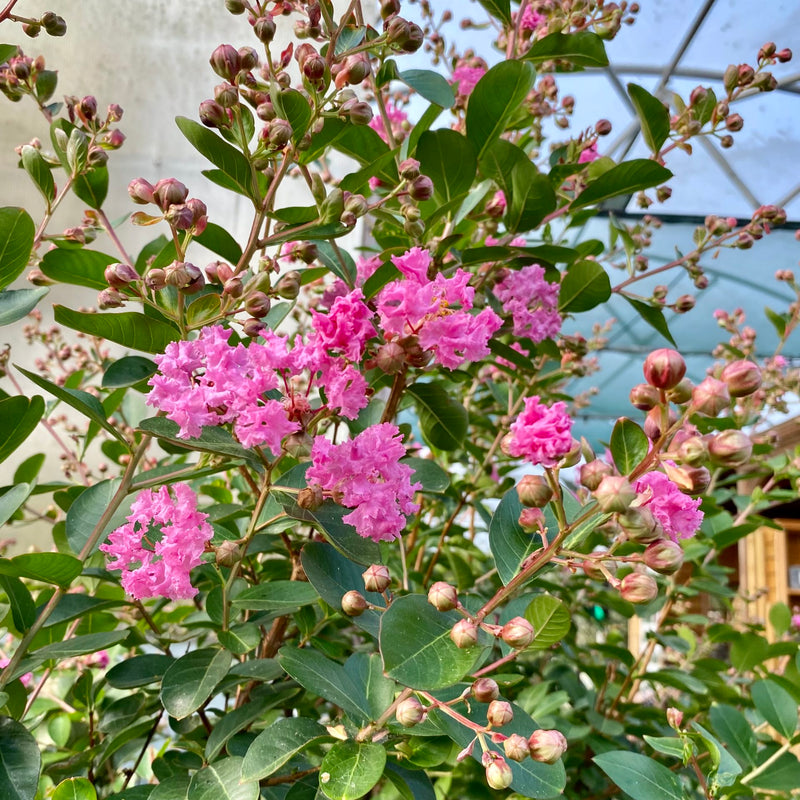 Lilas des indes tressé (Lagerstroemia) 2 - Achat en ligne