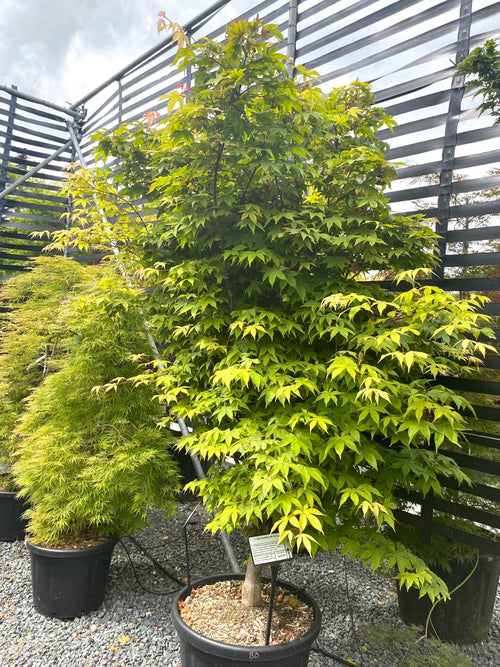 Acer Palmatum Ozakazuki 1 - Achat en ligne