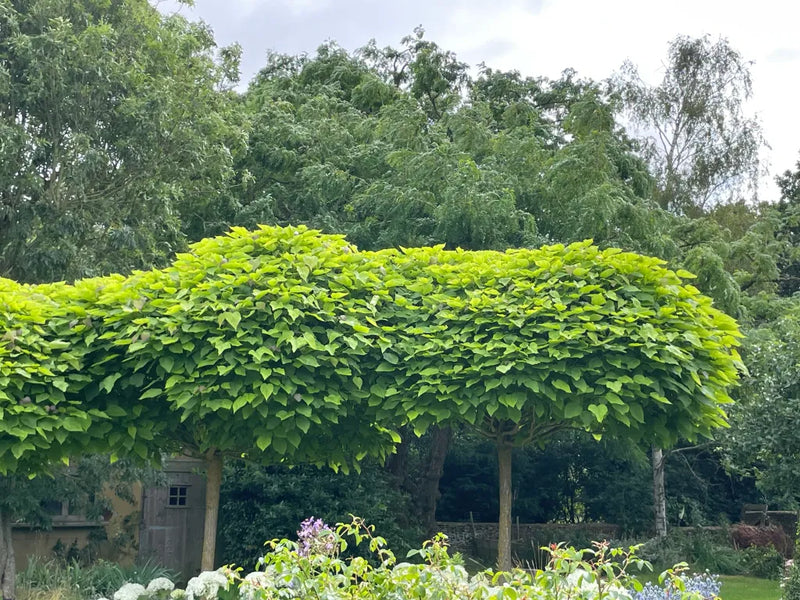 Catalpa boule (Catalpa bignonioides 'Nana') 3 - Achat en ligne