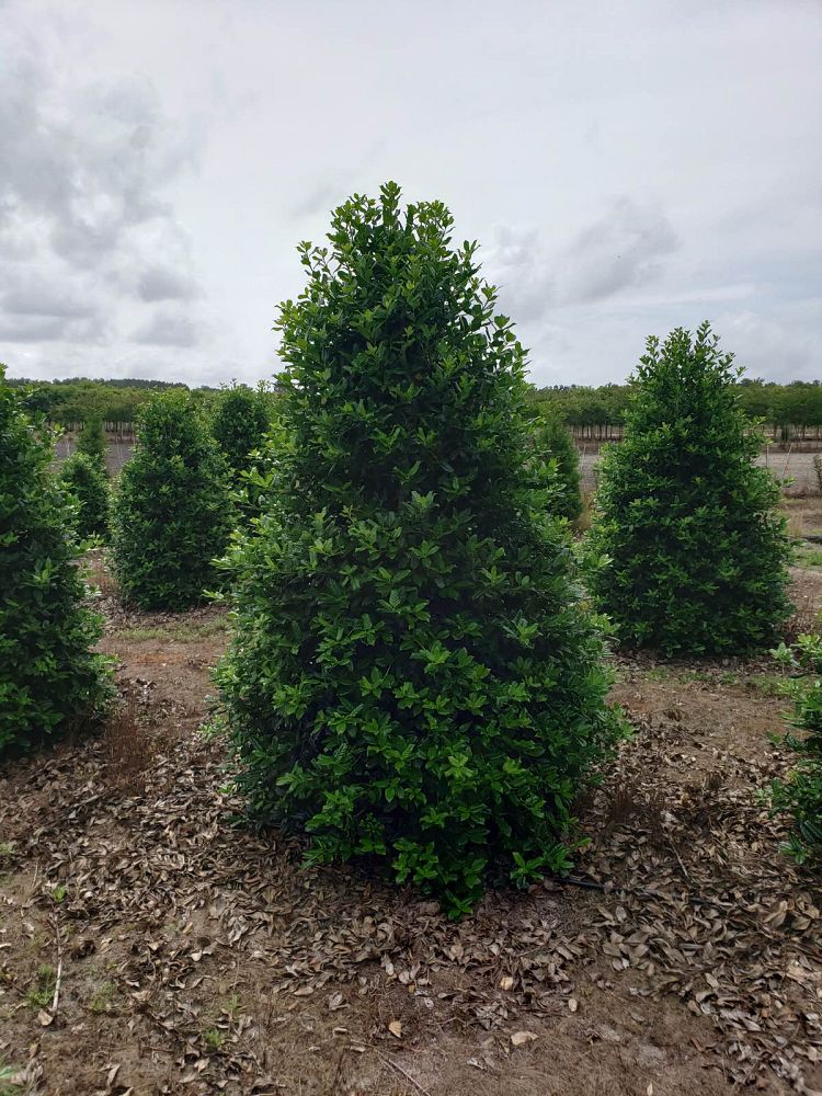 Houx d'ornement (Ilex Nellie R. Stevens) 3 - Achat en ligne
