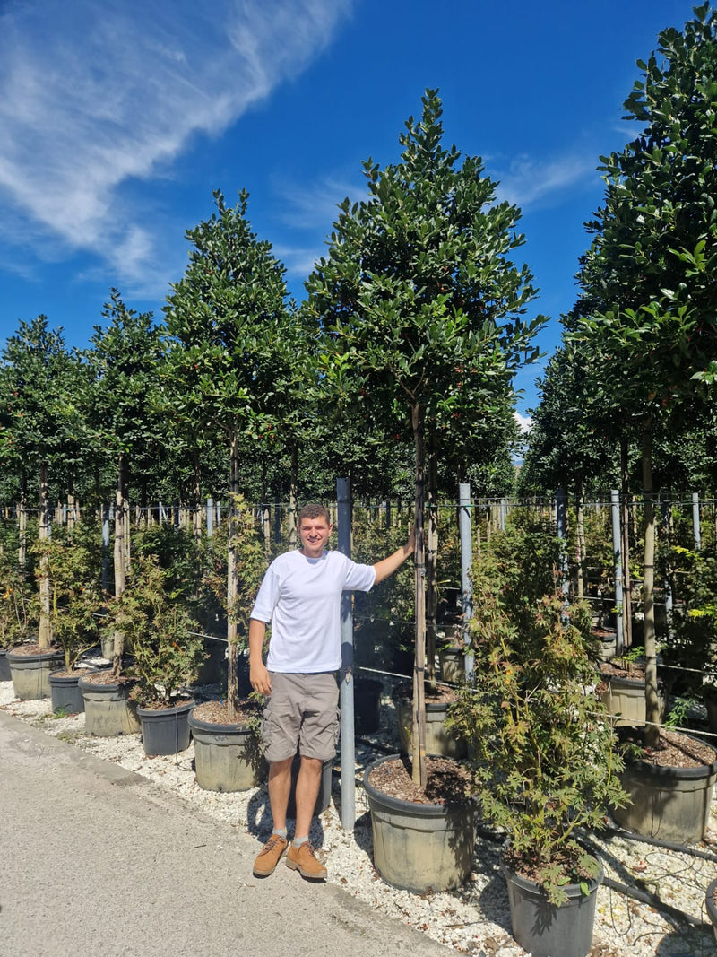 Houx d'ornement en tige (Ilex Nellie R. Stevens)