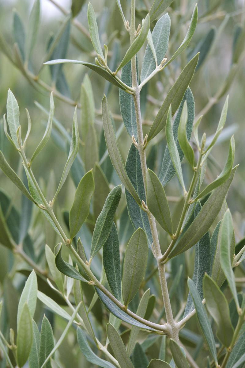 Olivier Classique (Olea Europaea) 2 - Achat en ligne