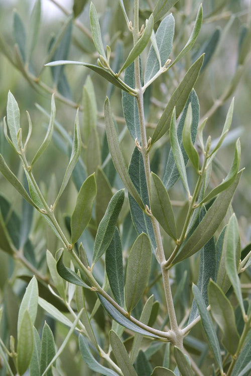 Olivier Classique (Olea Europaea) 1 - Achat en ligne