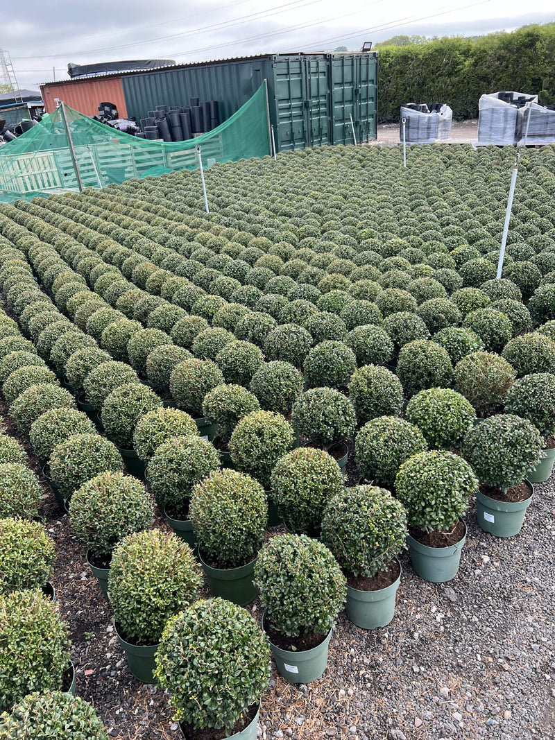 Houx Crénelé en boule (Ilex Crenata)
